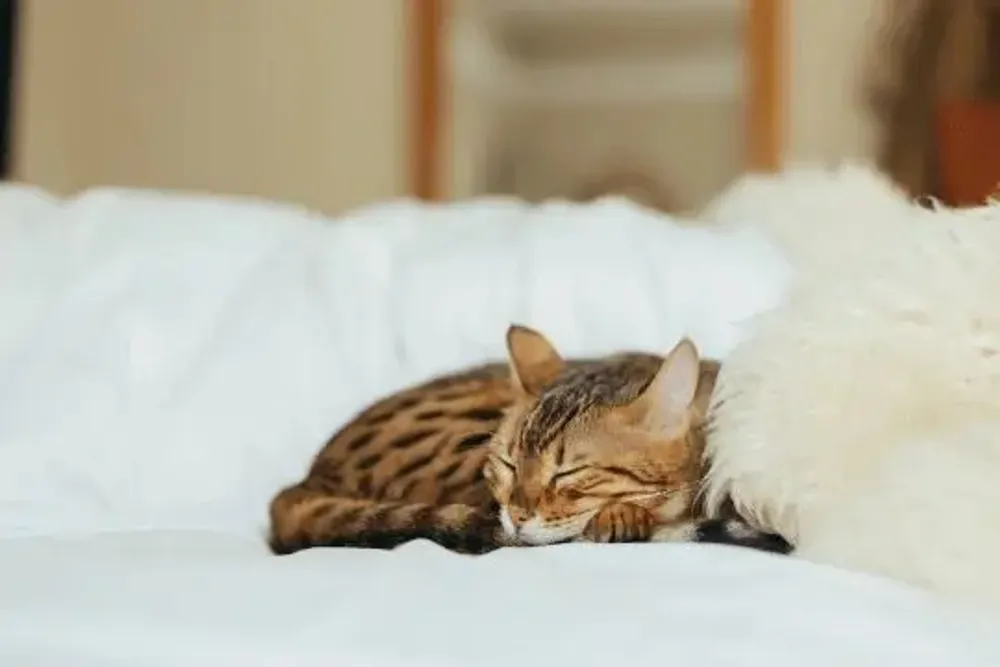 Beds - Natural Sheepskin Rug for Pet - MELLOW CONCEPT STORE
