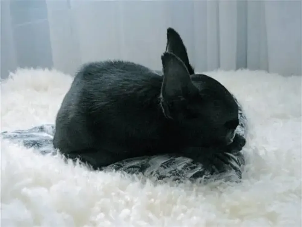 Beds - Natural Sheepskin Rug for Pet - MELLOW CONCEPT STORE