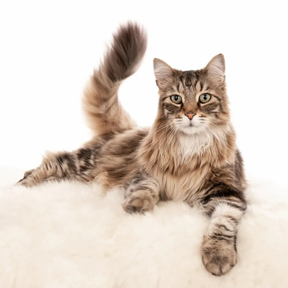 Beds - Natural Sheepskin Rug for Pet - MELLOW CONCEPT STORE