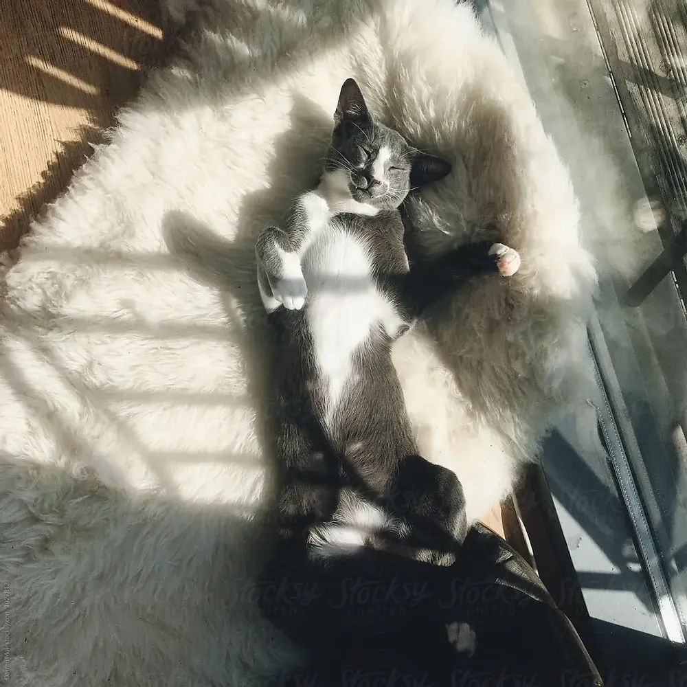 Beds - Natural Sheepskin Rug for Pet - MELLOW CONCEPT STORE