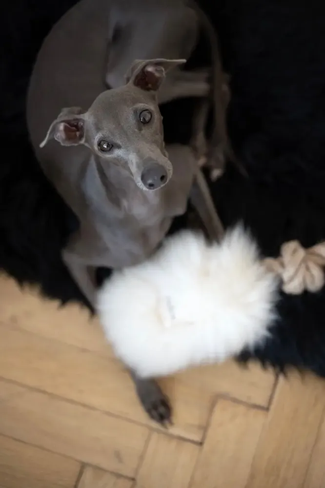 Decorative objects - Natural Sheepskin Dog Tug Toy - White - MELLOW CONCEPT STORE