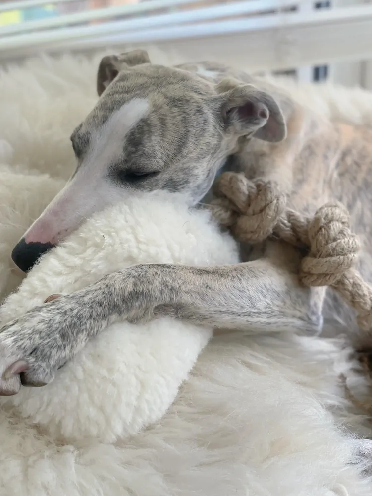 Decorative objects - Natural Woolen Dog Tug Toy - White - MELLOW CONCEPT STORE