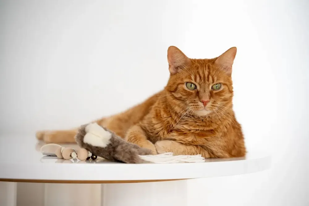 Decorative objects - Natural Sheepskin Cat Toy: Squid - MELLOW CONCEPT STORE