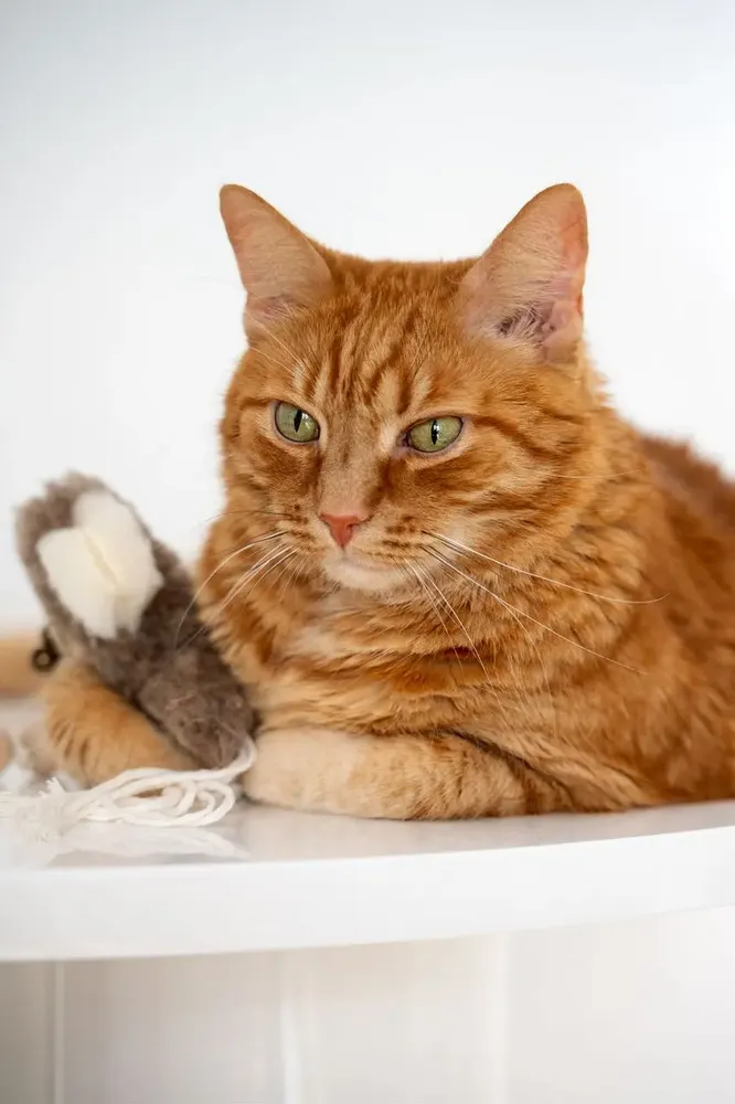 Decorative objects - Natural Sheepskin Cat Toy: Squid - MELLOW CONCEPT STORE