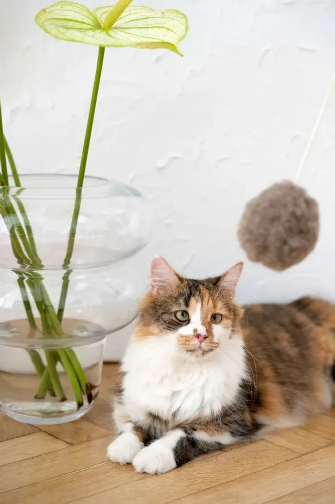 Decorative objects - Natural Woolen Cat Toy: Ball - MELLOW CONCEPT STORE