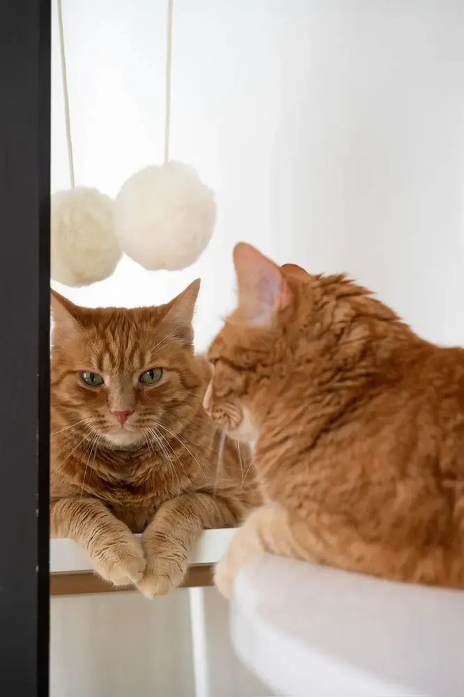 Decorative objects - Natural Woolen Cat Toy: Ball - MELLOW CONCEPT STORE