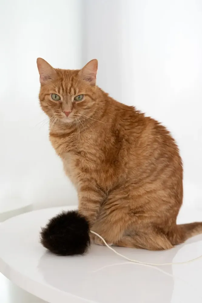 Decorative objects - Natural Woolen Cat Toy: Ball - MELLOW CONCEPT STORE