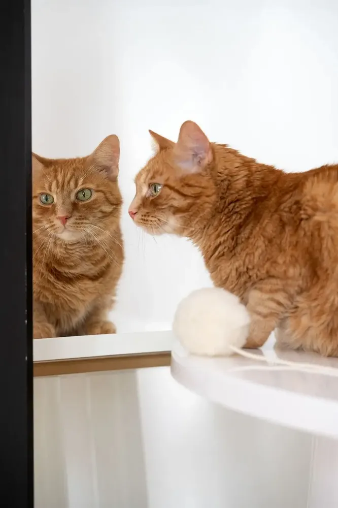 Decorative objects - Natural Woolen Cat Toy: Ball - MELLOW CONCEPT STORE