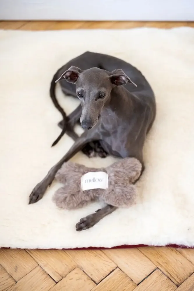 Decorative objects - Natural Woolen Dog Toy: Bone - Beige - MELLOW CONCEPT STORE