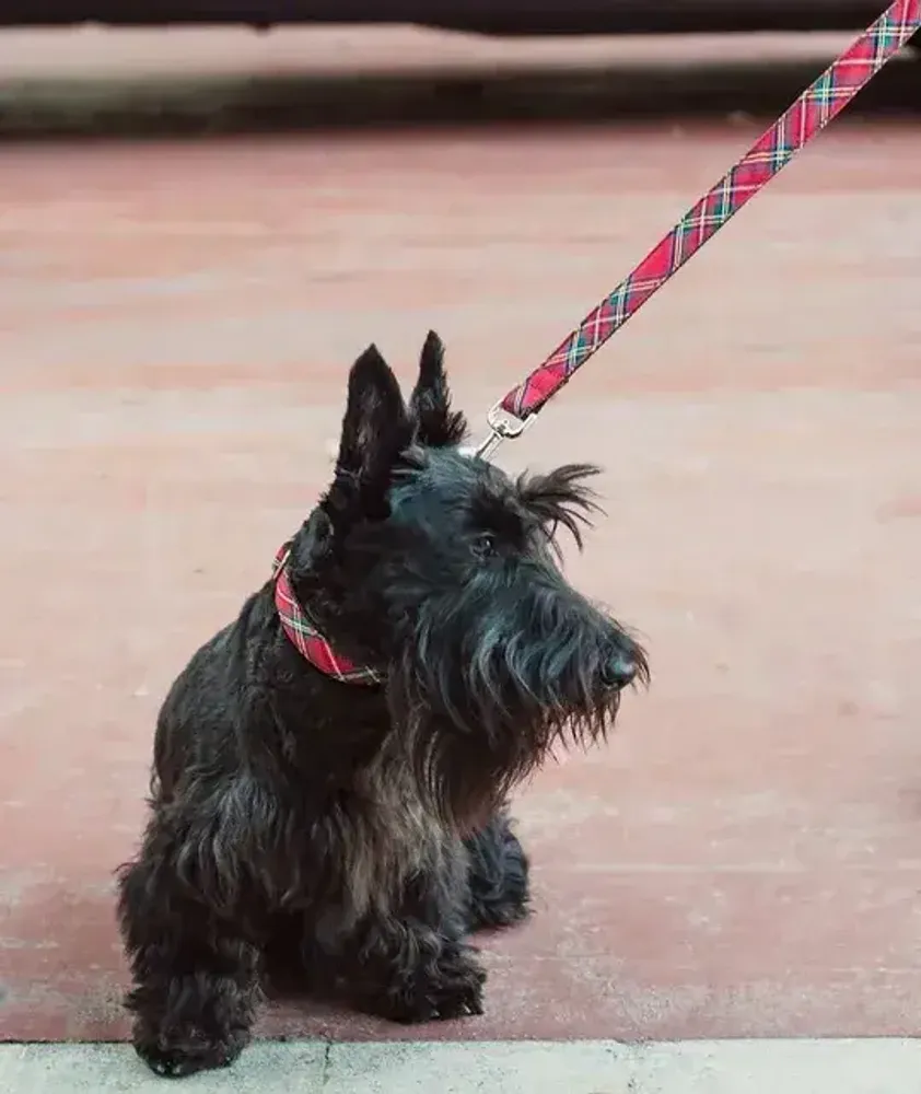 Pet accessories - BROTT - BAZAR BUM BUM BCN