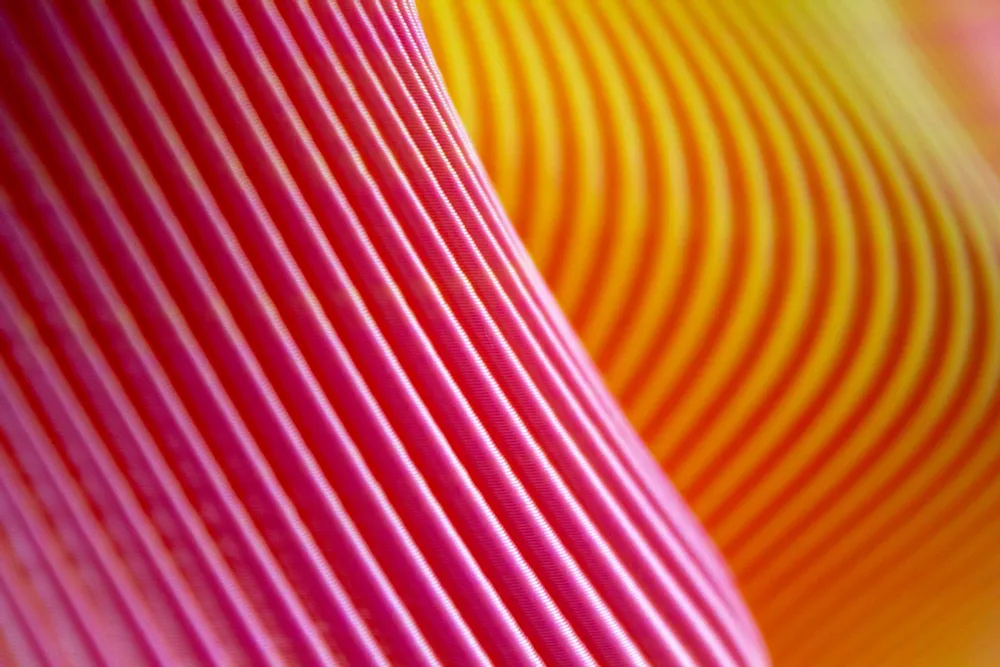 Vases - Vase Bloz 20 Blend - Cotton Candy - SHEYN