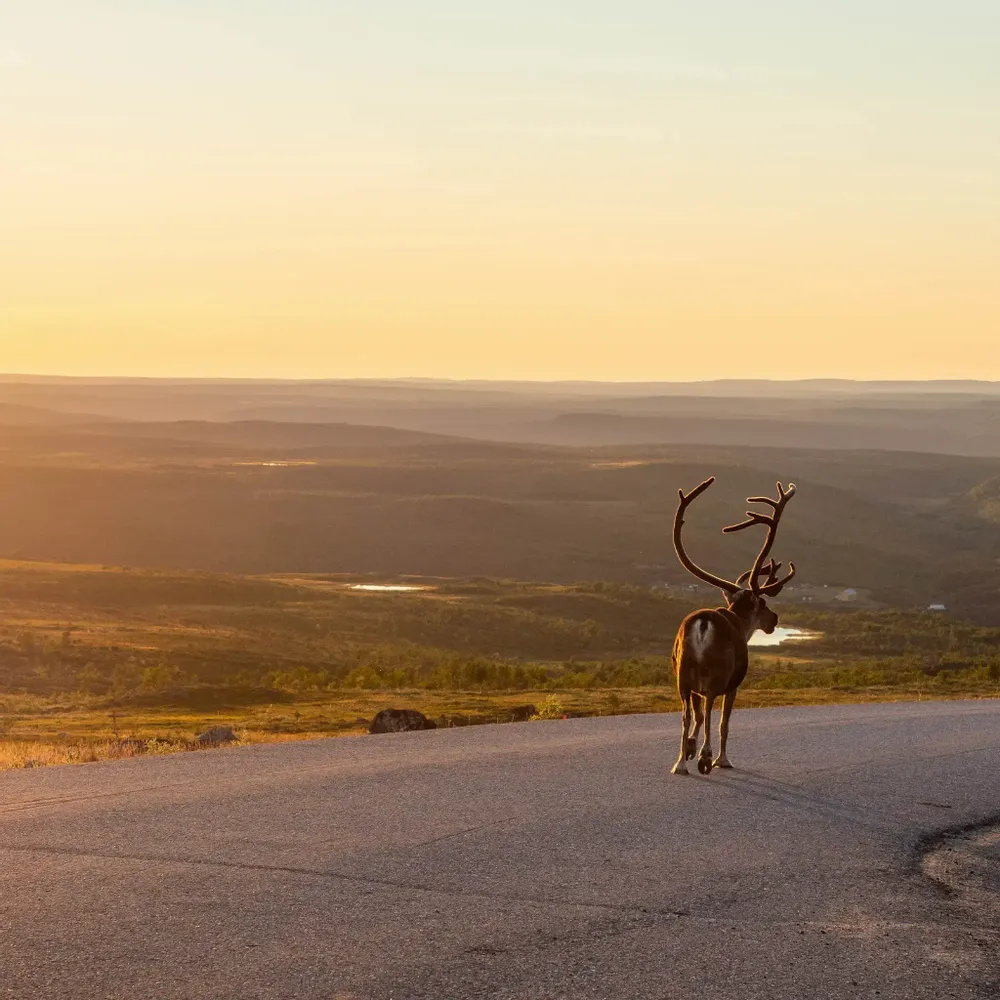 Platter and bowls - Tuntu Bowl Brown 0,12 l - PENTIK