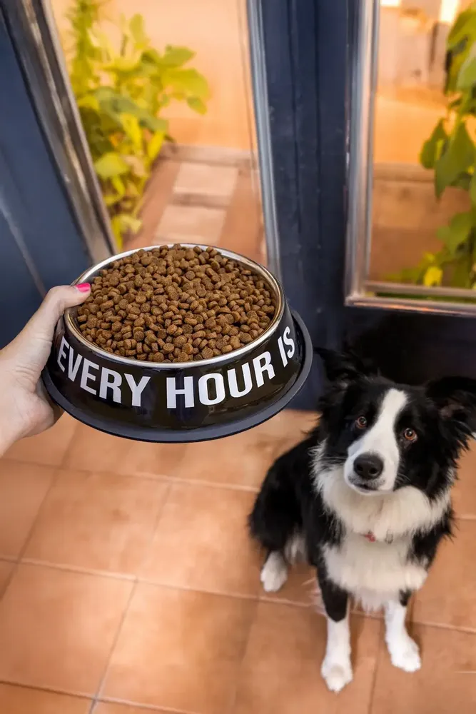 Kitchen utensils - PACK OF 2 PET FOOD / WATER BOWL - FISURA