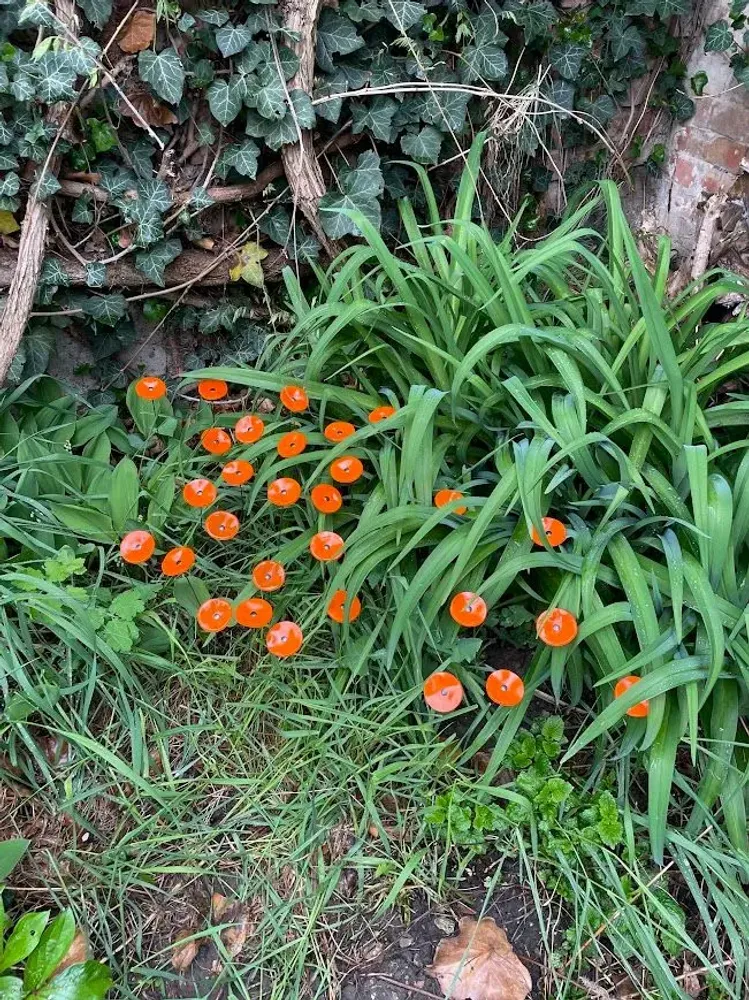 Floral decoration - Round small glass flower for outdoor use in orange colour - CARNEOL GLASS