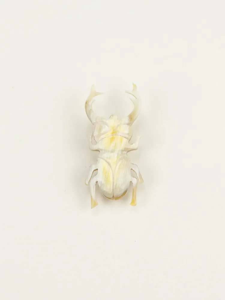Brooches - Coleoptere brooch in blond horn - L INDOCHINEUR X RIVÊT
