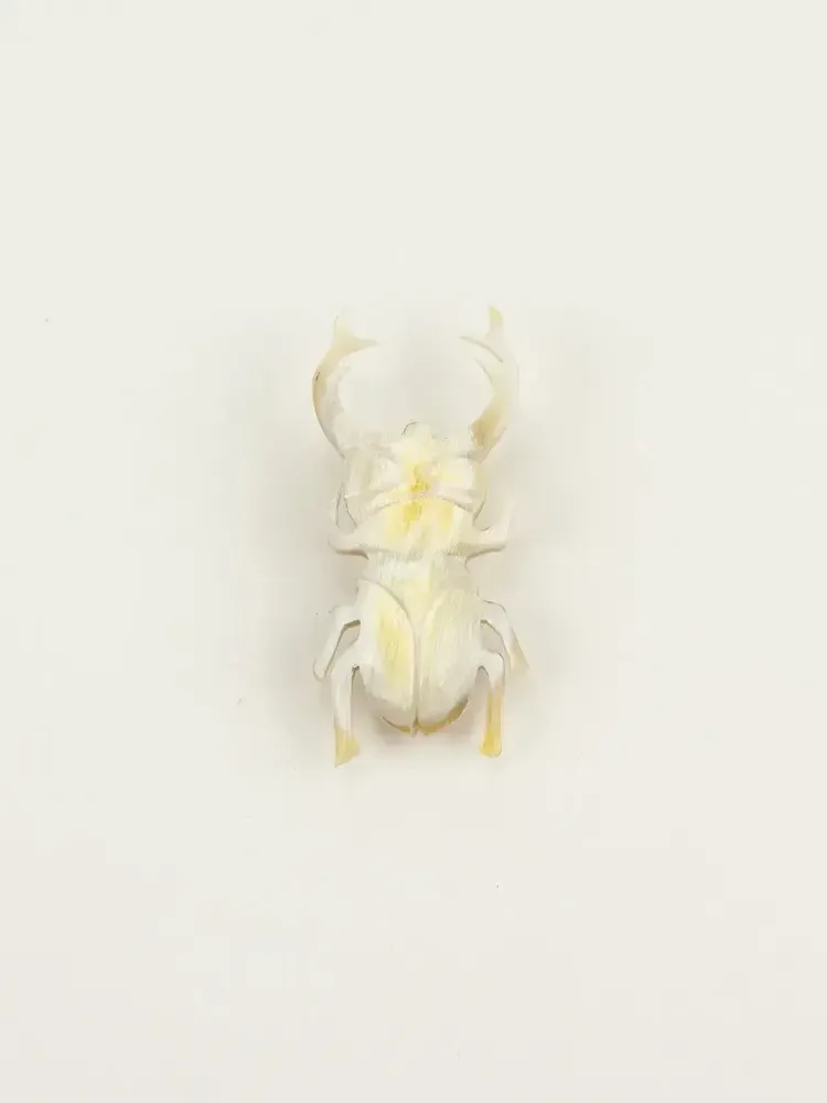 Brooches - Coleoptere brooch in blond horn - L INDOCHINEUR X RIVÊT