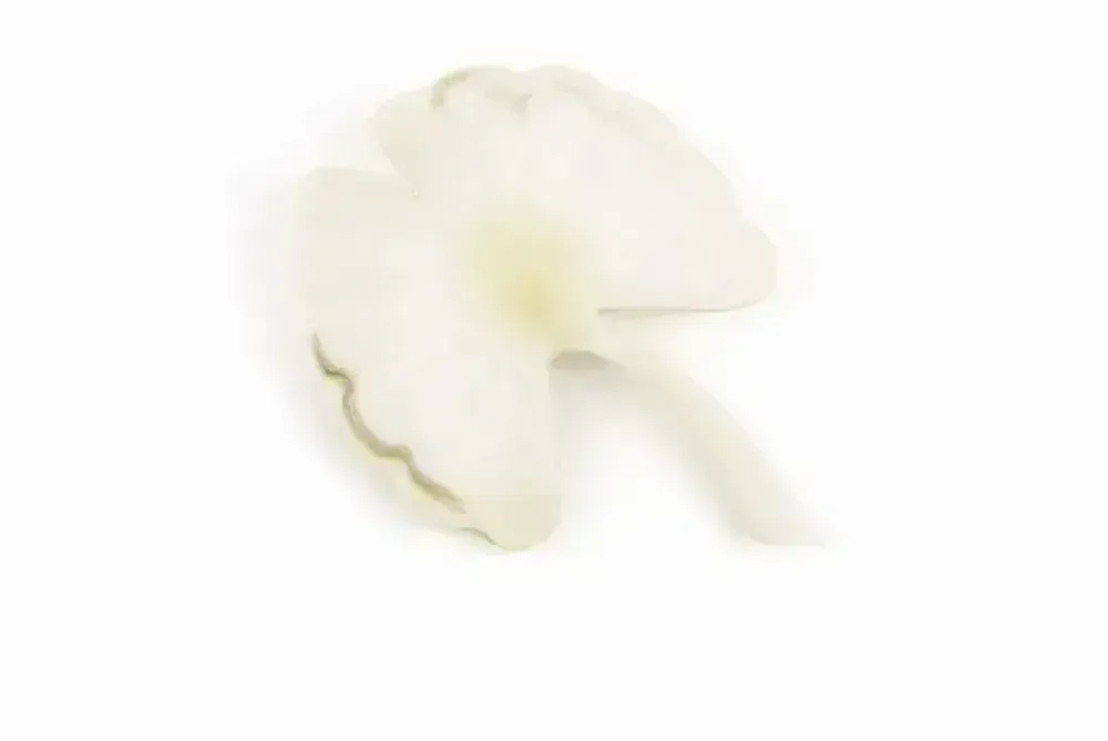 Brooches - Gingko brooch in marbled black horn - L INDOCHINEUR X RIVÊT