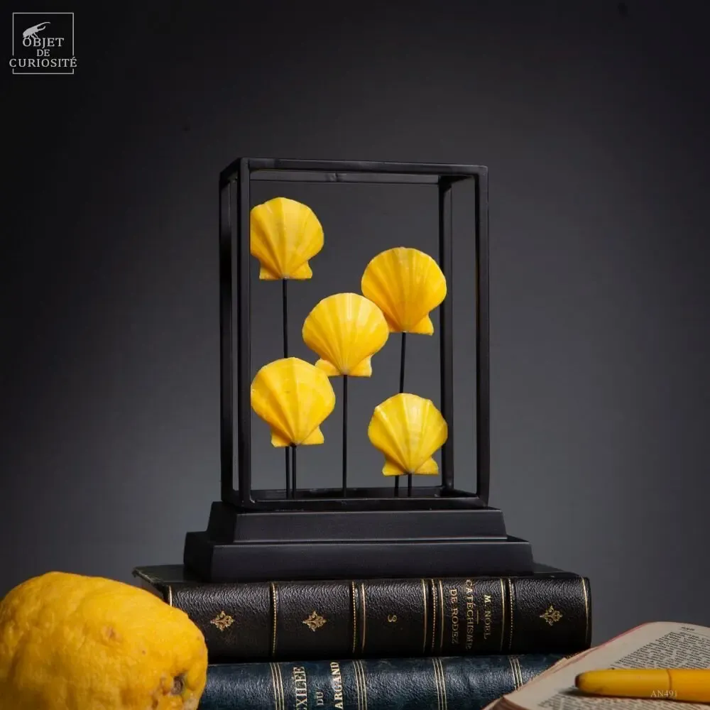 Decorative objects - Rainbow crystal box - OBJET DE CURIOSITÉ