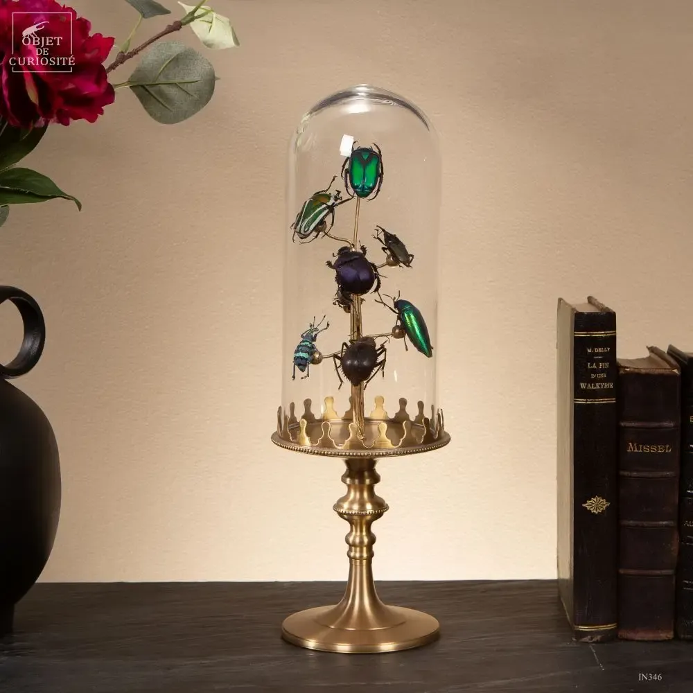Decorative objects - Our insect collection - OBJET DE CURIOSITÉ