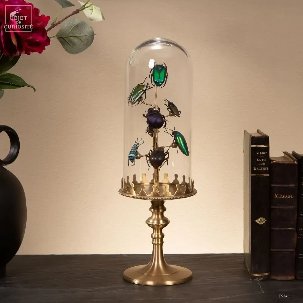 Objets de décoration - Notre collection d'insectes. - OBJET DE CURIOSITÉ