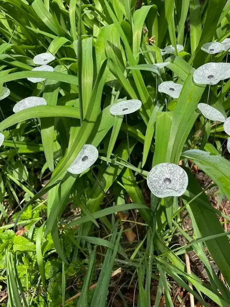 Décorations florales - Petite fleur ronde pour l'extérieur, transparente, blanche - CARNEOL GLASS