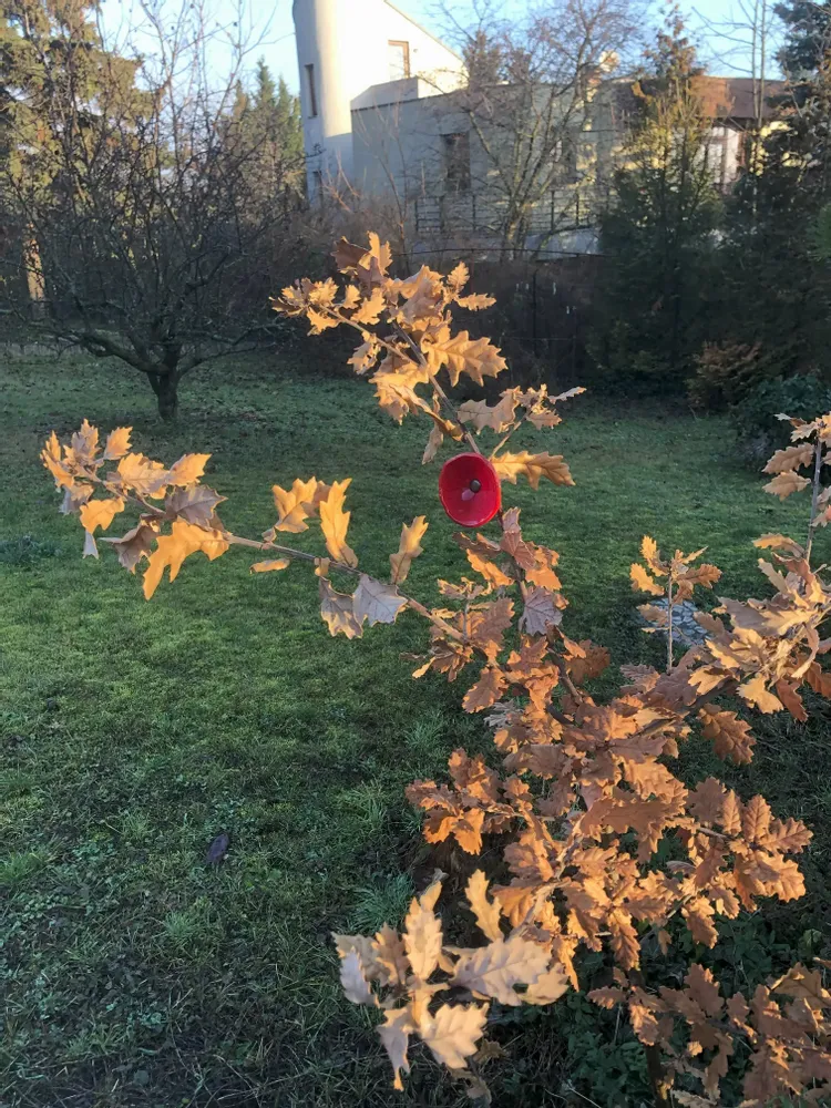 Décorations florales - Fleur de calebasse en verre de taille moyenne pour l'extérieur de couleur rouge-noir avec tige en acier inoxydable de 43 cm. - CARNEOL GLASS