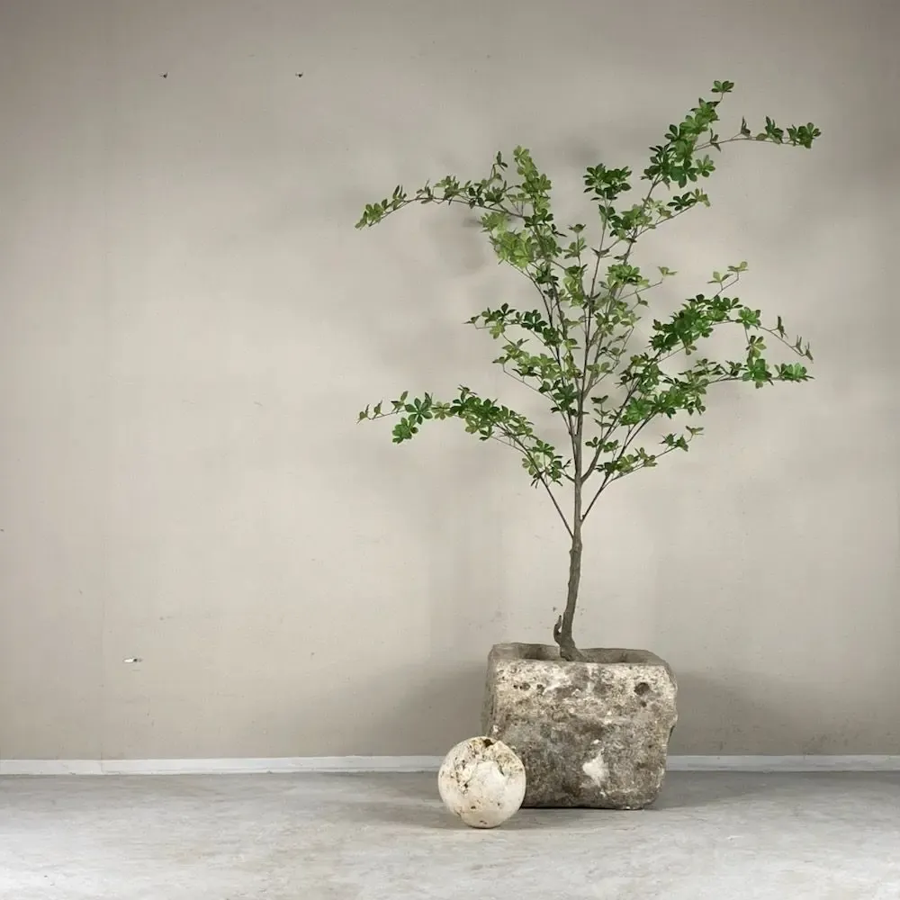 Ornements - Bassins Calcaires - THE SILK ROAD COLLECTION