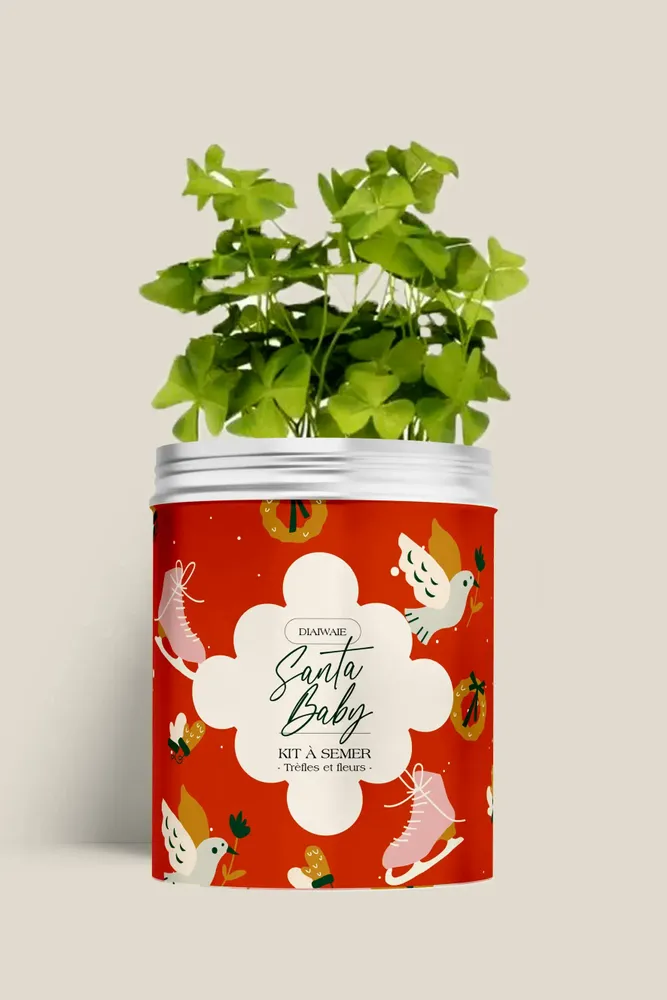 Floral decoration - Sowing Kit - Santa Baby - DIAIWAIE