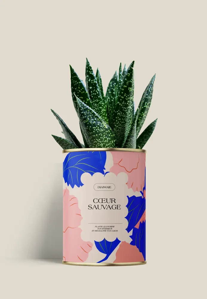 Cadeaux - Coeur sauvage - Mini Aloé - DIAIWAIE