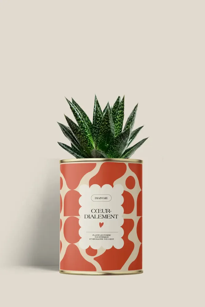 Gifts - Cœur-dialement <3 - Mini Aloé - DIAIWAIE