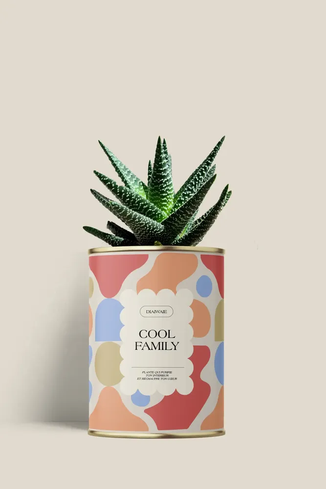 Cadeaux - Cool family - Mini Aloé - DIAIWAIE