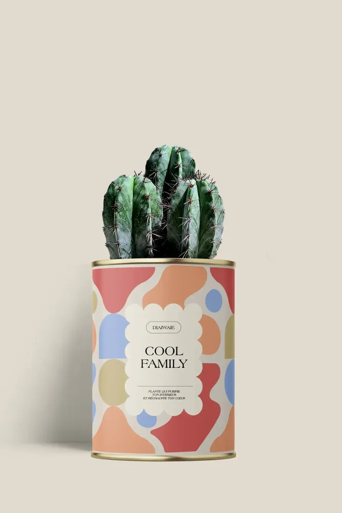 Gifts - Cool family - Mini Cactus - DIAIWAIE