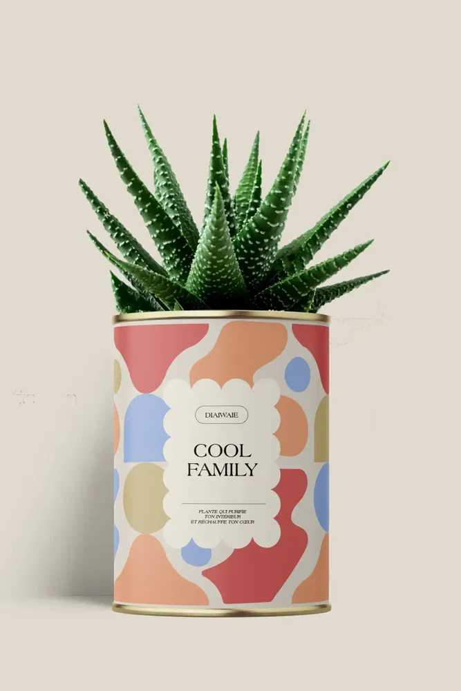 Gifts - Cool family - Maxi aloé - DIAIWAIE