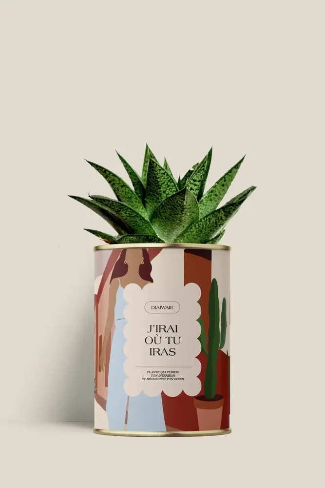 Floral decoration - J'irai ou tu iras - Mini aloé - DIAIWAIE