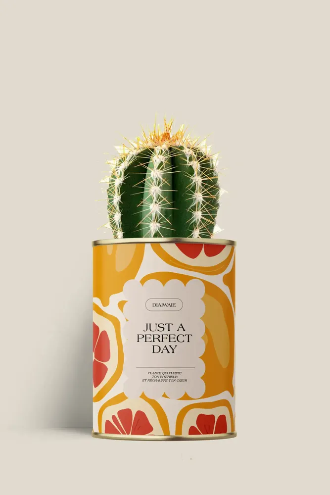 Cadeaux - Juste a perfect day - Mini Cactus - DIAIWAIE