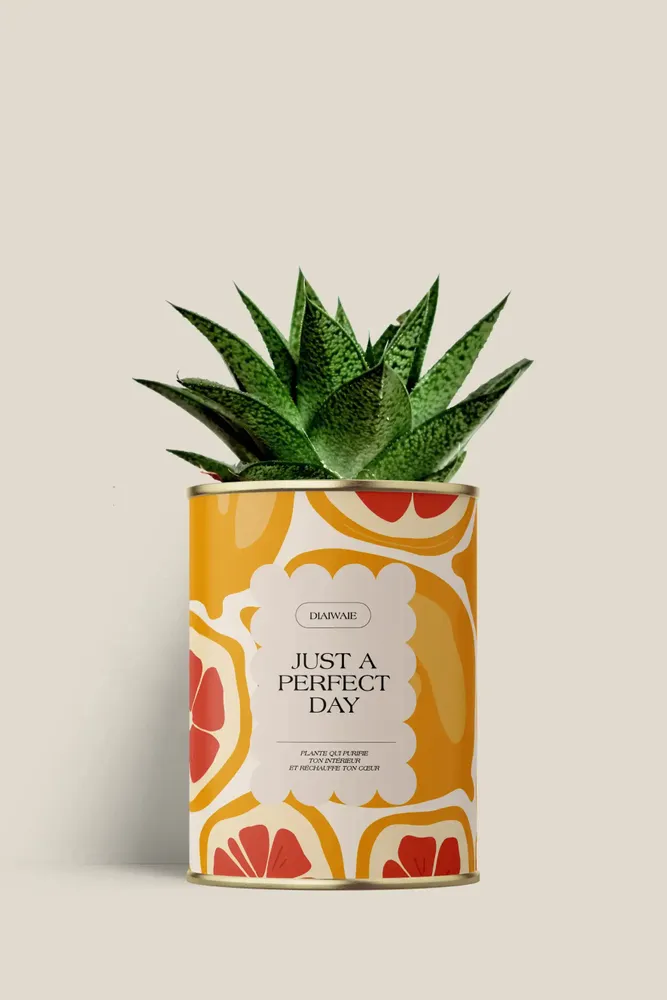 Gifts - Juste a perfect day - Mini Aloé - DIAIWAIE