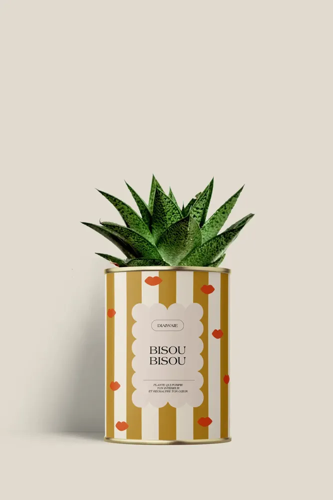 Gifts - Bisou bisou - Mini Aloé - DIAIWAIE