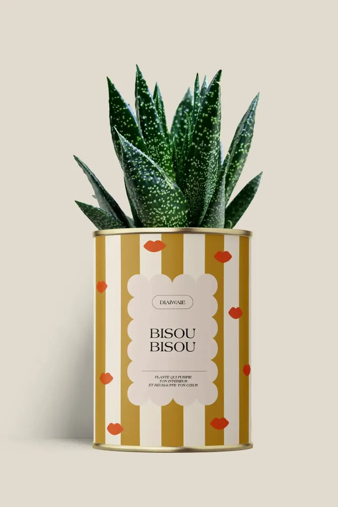 Gifts - Bisou bisou - Maxi Aloé - DIAIWAIE