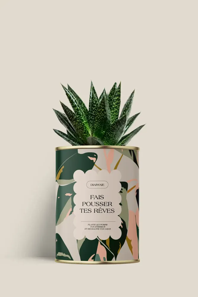 Gifts - Fais pousser tes rêves - Mini Aloé - DIAIWAIE