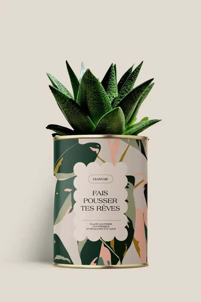 Gifts - Fais pousser tes rêves - Maxi Aloé - DIAIWAIE