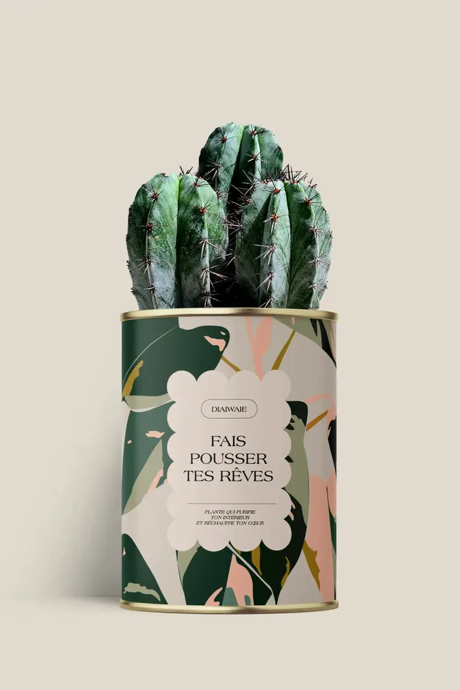 Gifts - Fais pousser tes rêves - Maxi Cactus - DIAIWAIE