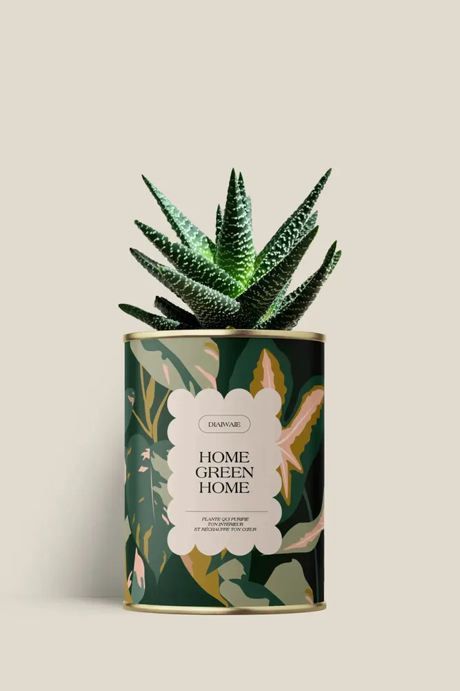 Cadeaux - Home Green Home - Mini Aloé - DIAIWAIE