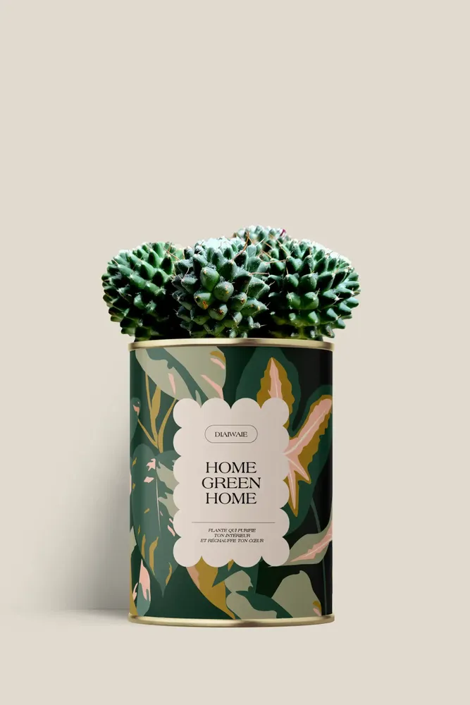 Cadeaux - Home Green Home - Mini Cactus - DIAIWAIE