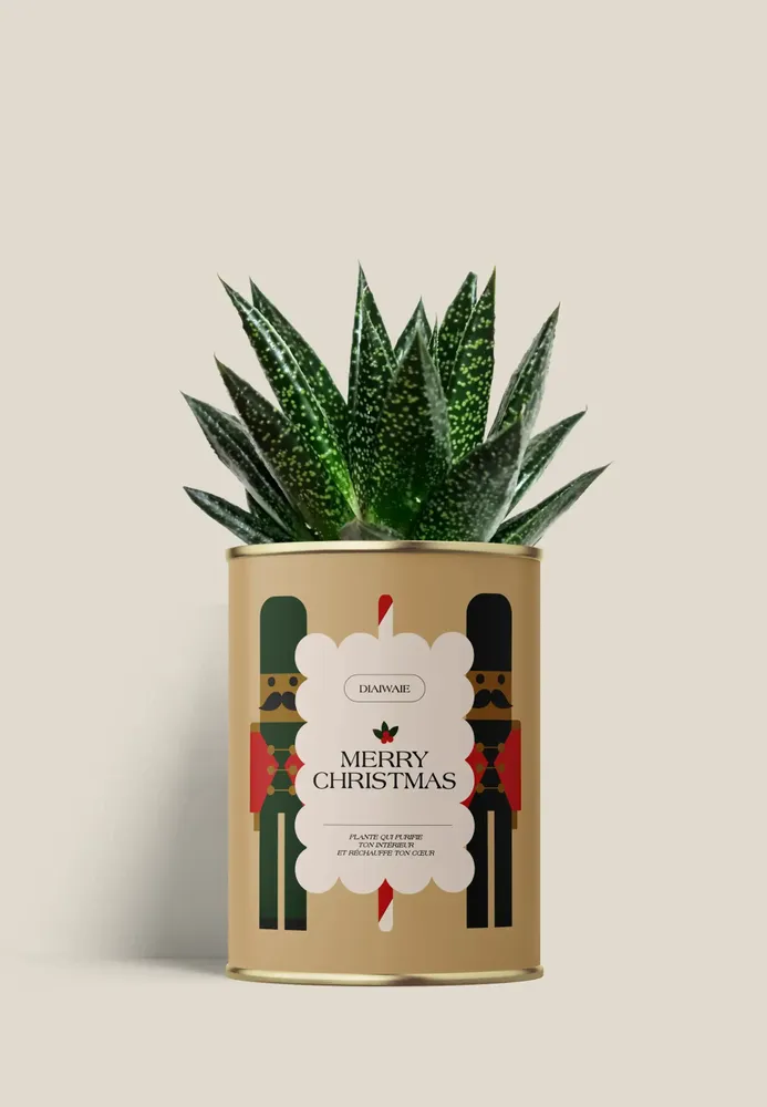 Gifts - Merry Chrismas - Mini Aloé - DIAIWAIE