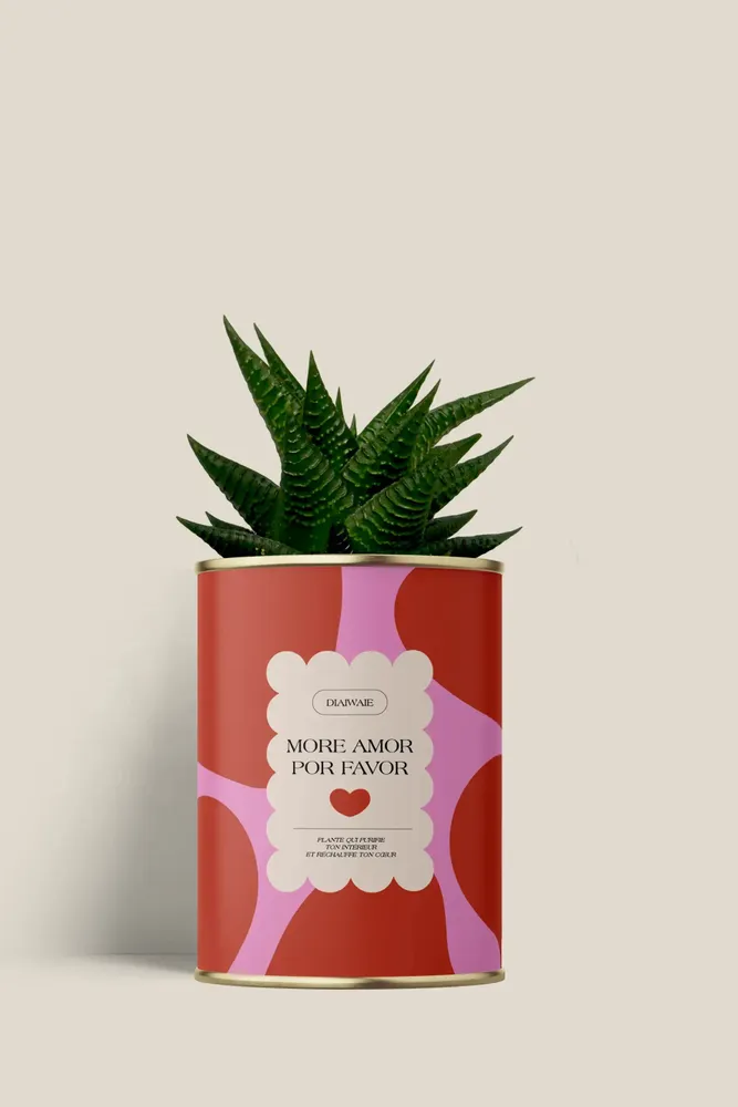 Gifts - More amor por favor - Mini Aloé - DIAIWAIE