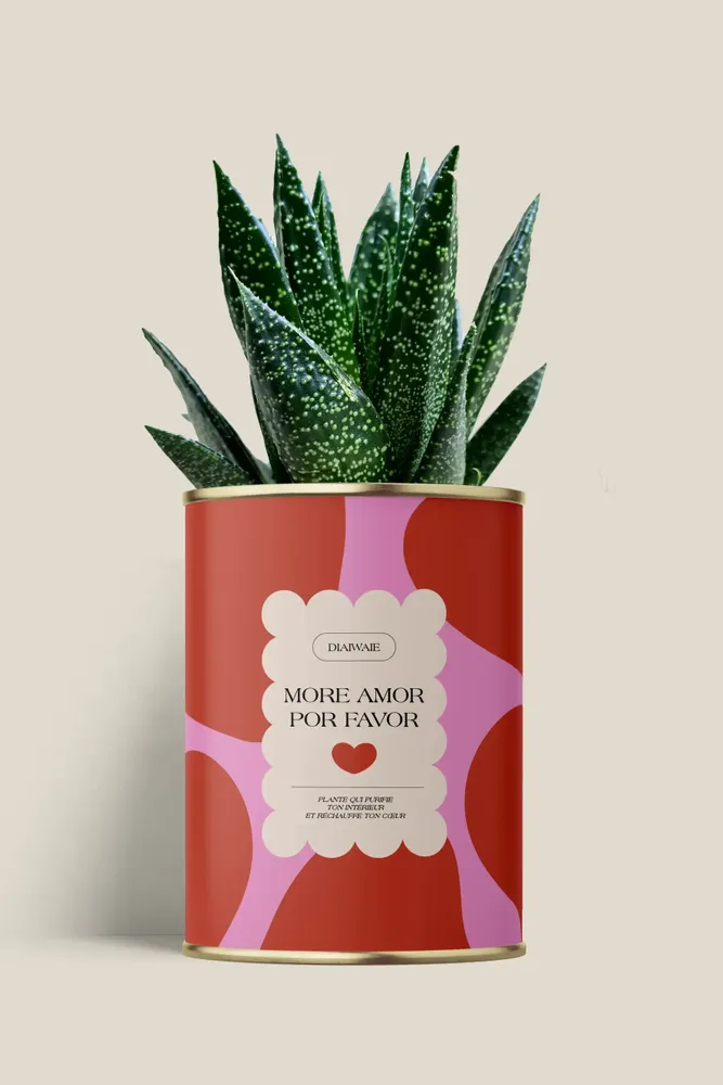 Gifts - More amor por favor - Maxi Aloé - DIAIWAIE