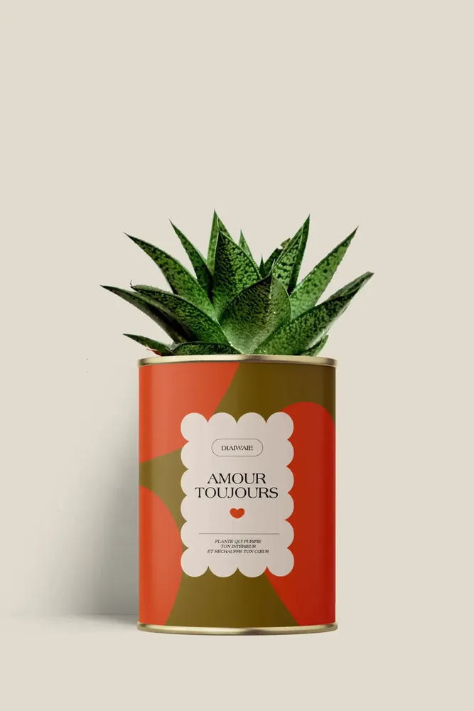 Cadeaux - Amour toujours - Mini Aloé - DIAIWAIE