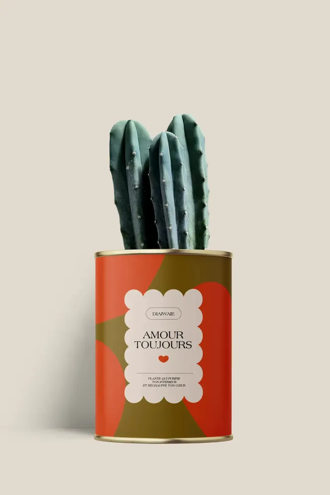 Cadeaux - Amour toujours - Mini Cactus - DIAIWAIE