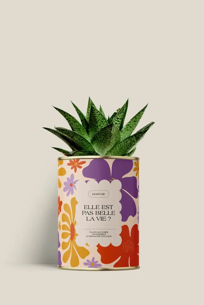 Cadeaux - Elle est pas belle la vie ? - Mini Aloé - DIAIWAIE