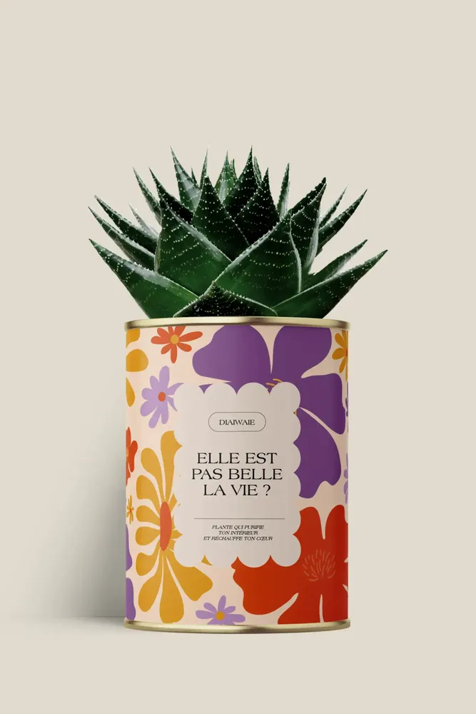 Cadeaux - Elle est pas belle la vie ? - Maxi Aloé - DIAIWAIE